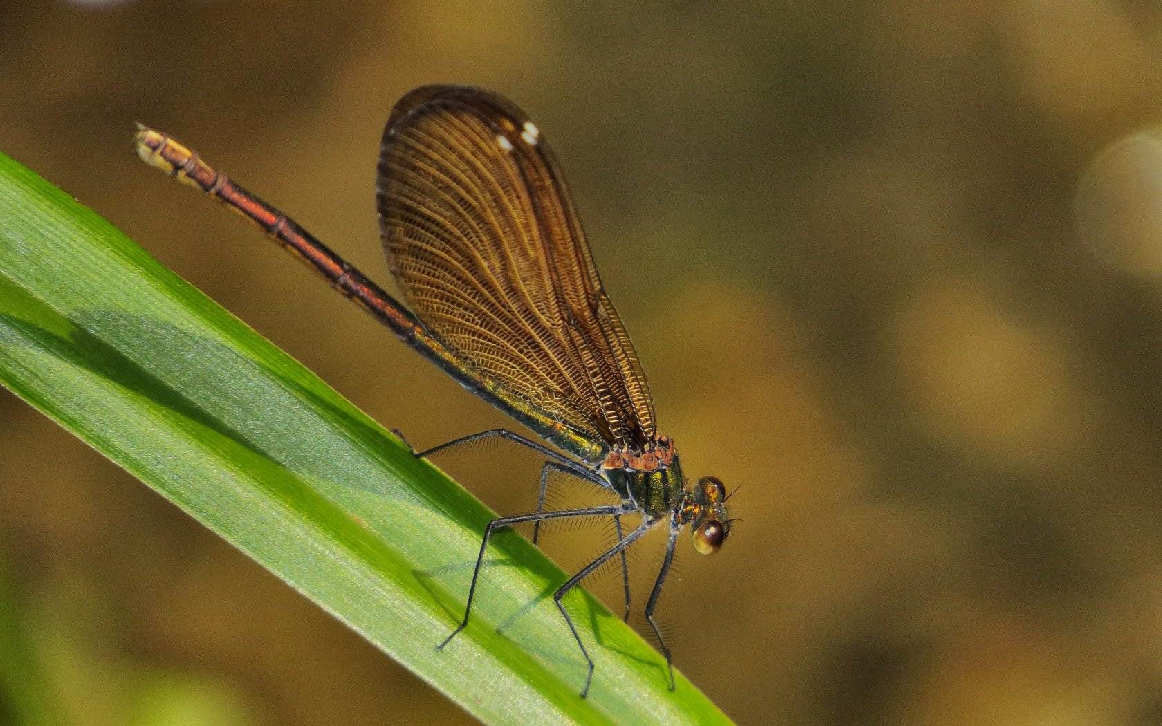 Aiuto per principiante!